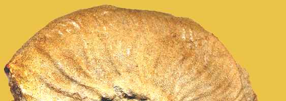 Association Dargiles